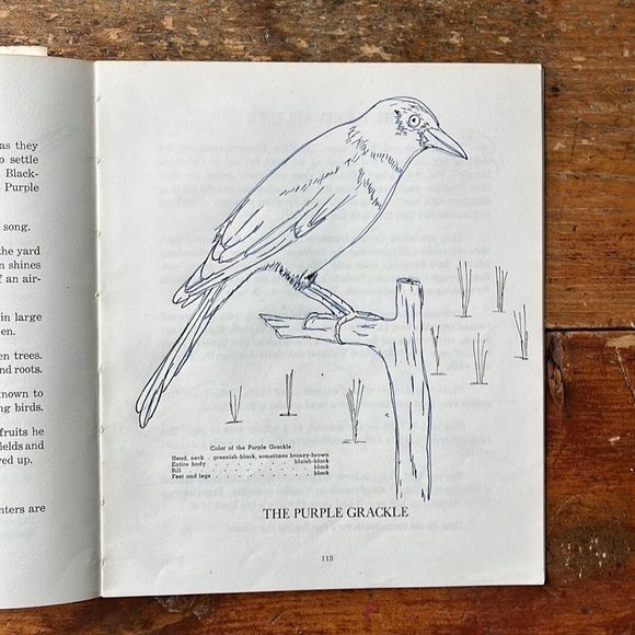 Birds To Know Vintage 60’s Colouring And Lesson Book - Picture 12 of 14